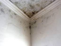 Trusted Cameron Park, TX Mold Removal Experts